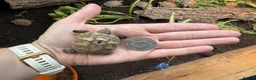 Hermann Tortoise reptiles for sale: Hermann tortoise hatchling, 2025, for sale  - Advert 1