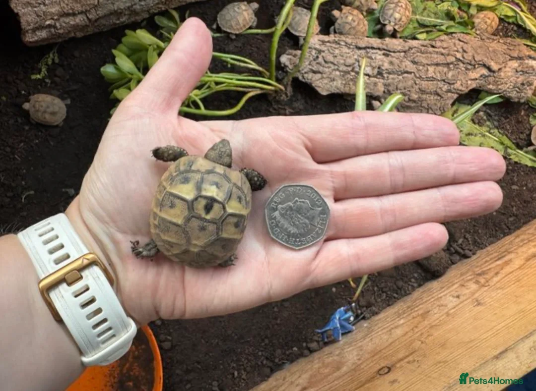 Hermann Tortoise reptiles for sale: Hermann tortoise hatchling, 2025, for sale  - Advert 1