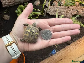 Hermann Tortoise reptiles Hermann tortoise hatchlings, 2026, for sale - Advert 2