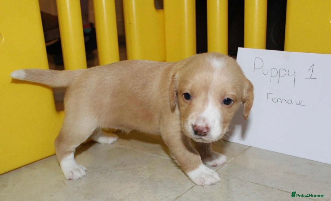 Cockerdor dogs for sale: Lovely Cockerdor puppies for sale  - Advert 14