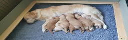 Golden Retriever dogs for sale: 8 Golden Retriever puppies for sale. - Advert 7