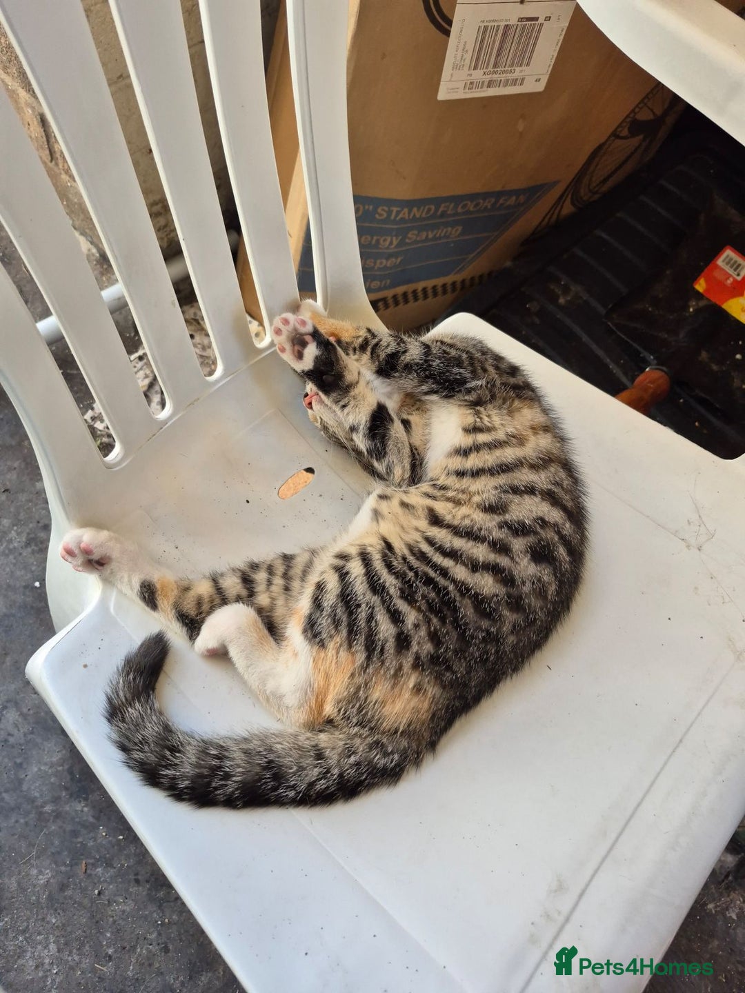 Mixed Breed cats for sale: FEMALE KITTEN - microchipped, flea&worm treated!  - Image 36