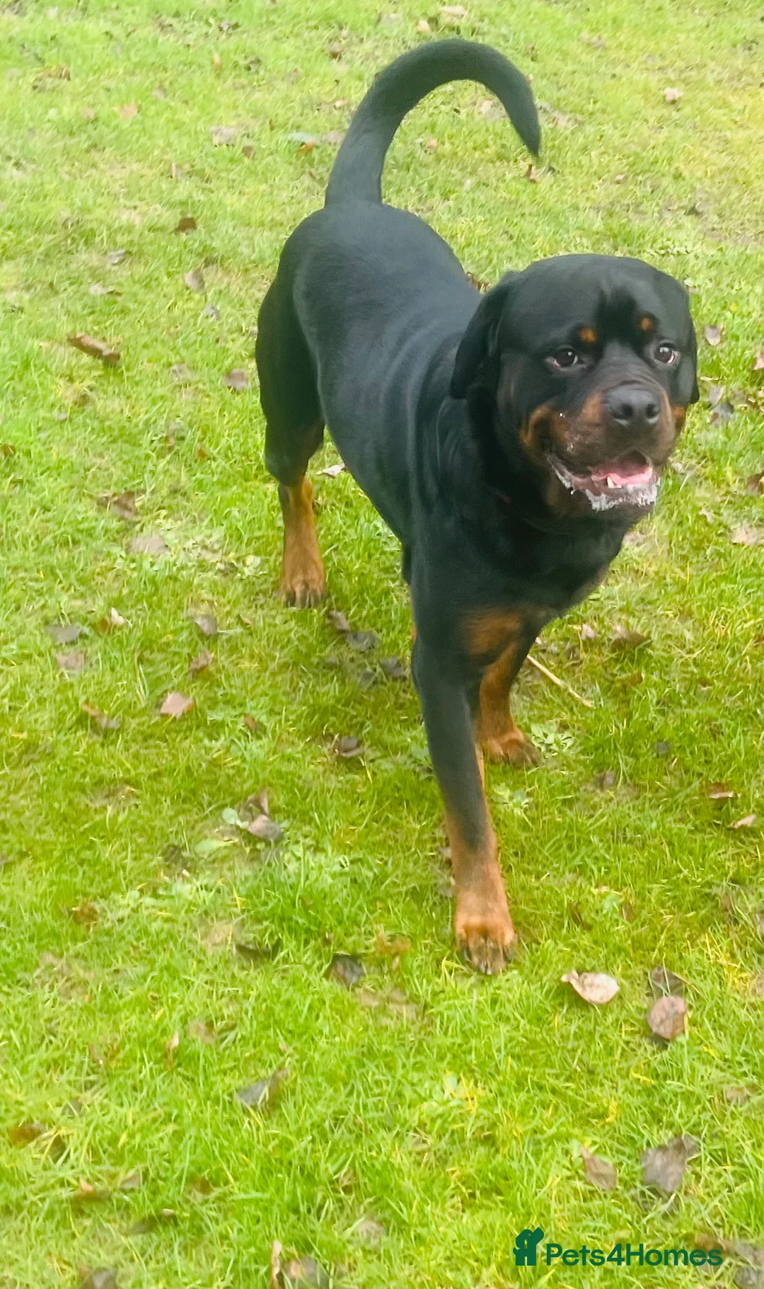 Rottweiler dogs for stud: 3 year old Rottweiler for stud - Advert 2