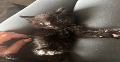 Mixed Breed cats - Advert 4