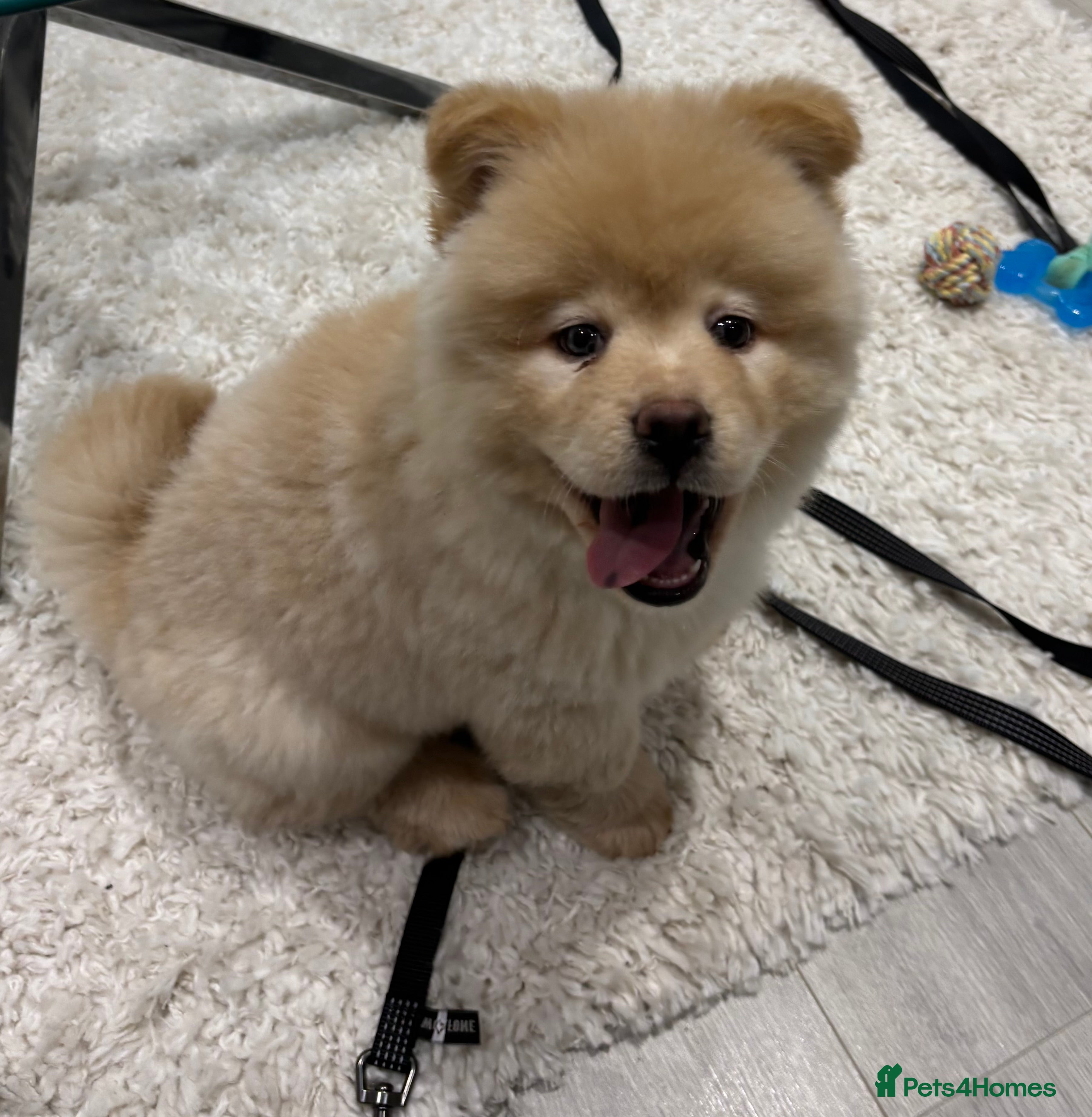 Mixed Breed dogs Stunning Chowsky puppy (chow chow & Sib Husky mix) - Advert 6