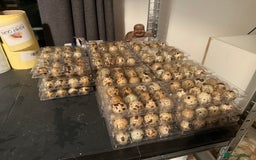 Quail poultry for sale: 🚨 COTURNIX QUAIL AVAILABLE NOW! 🐣🐥 - Image 15
