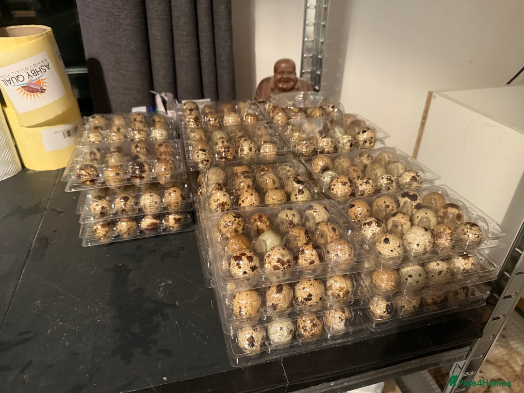 Quail poultry for sale: 🚨 COTURNIX QUAIL AVAILABLE NOW! 🐣🐥 - Image 15