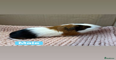 Guinea Pig rodents Young Guinea pigs  - Advert 6