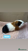 Guinea Pig rodents Young Guinea pigs - Advert 7