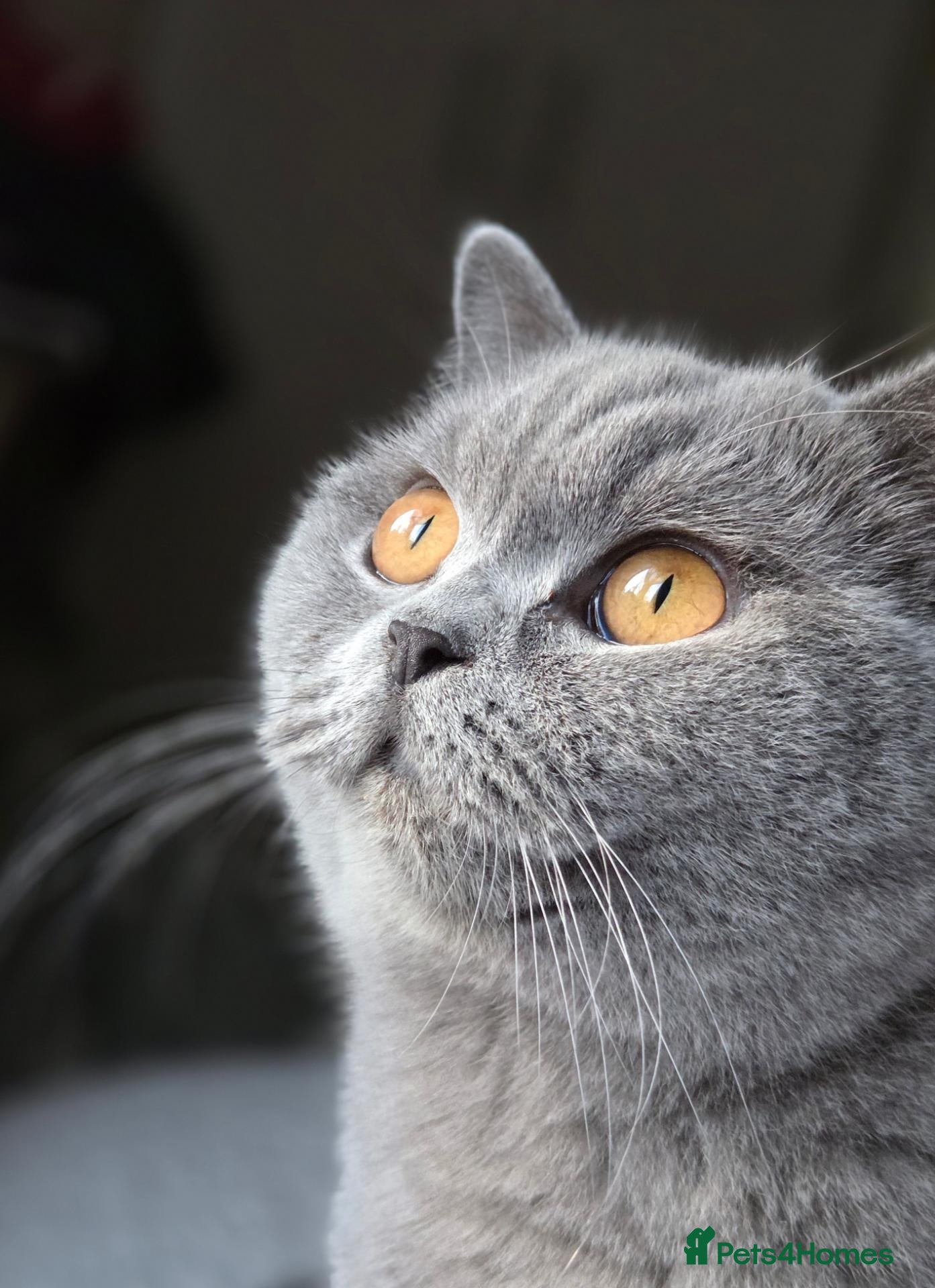 British Shorthair cats GCCF Registered Blue British Short Hairs (Active) - Advert 18