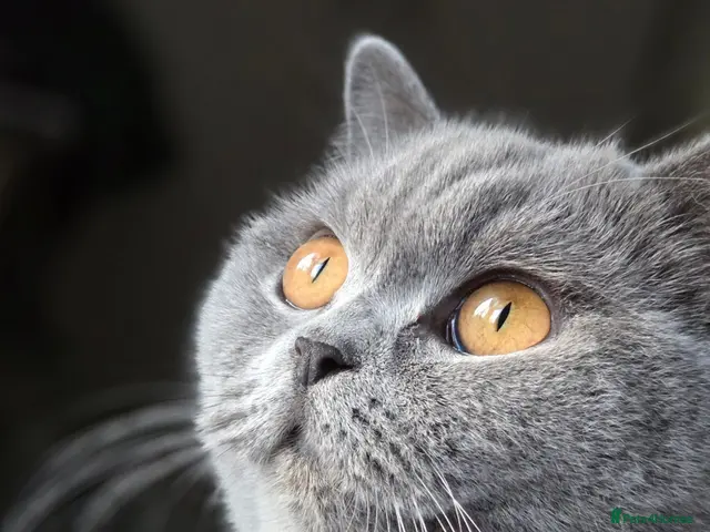 British Shorthair cats GCCF Registered Blue British Short Hairs (Active) - Advert 18