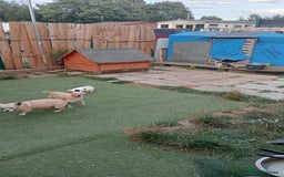 Mixed Breed dogs for sale: Chihuahua x Norfolk terrier puppies for sale - Image 7