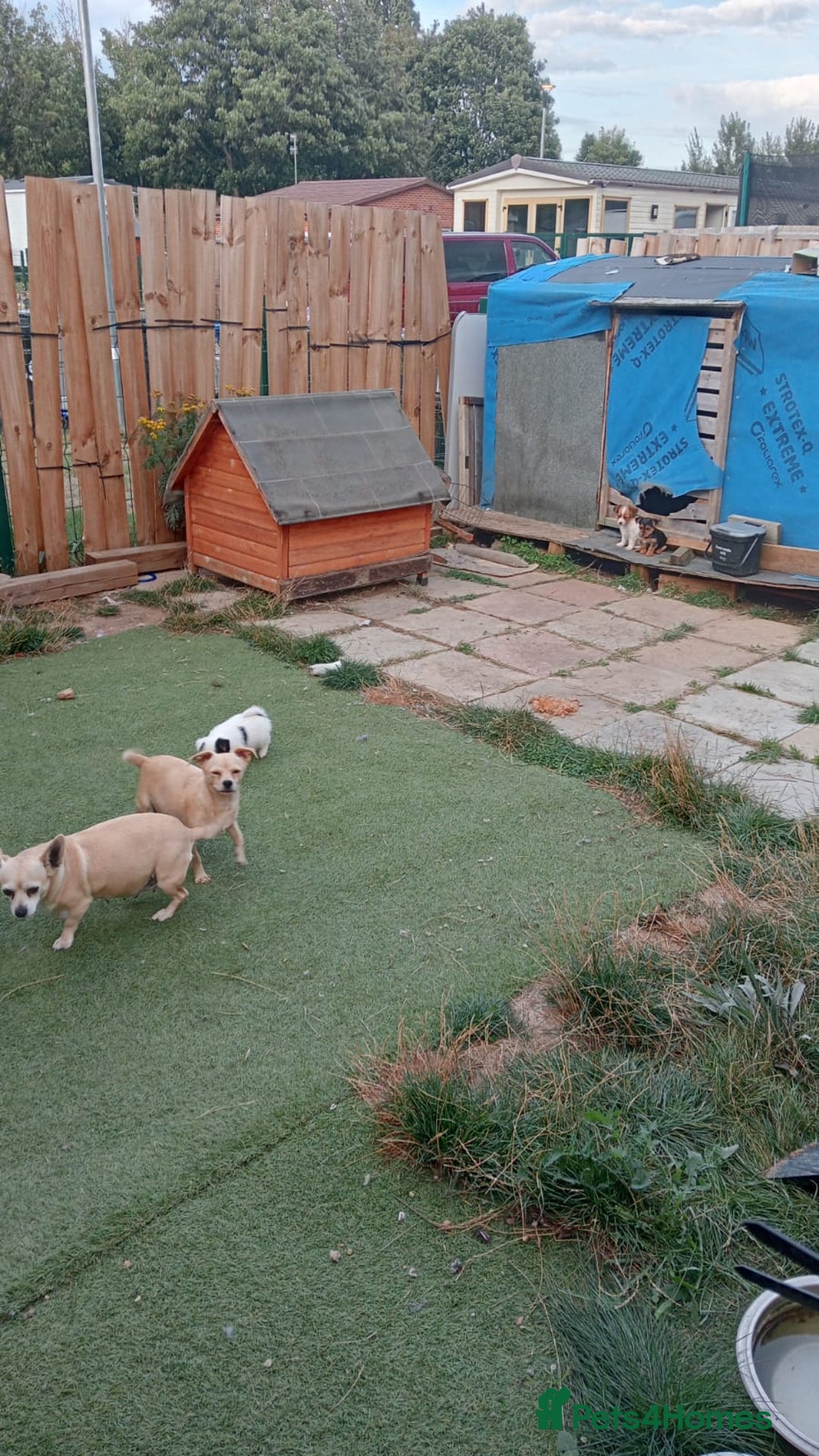 Mixed Breed dogs for sale: Chihuahua x Norfolk terrier puppies for sale - Image 7