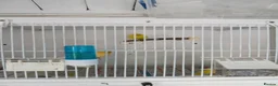 Canaries birds for sale: Canary  in Wednesbury - Advert 5