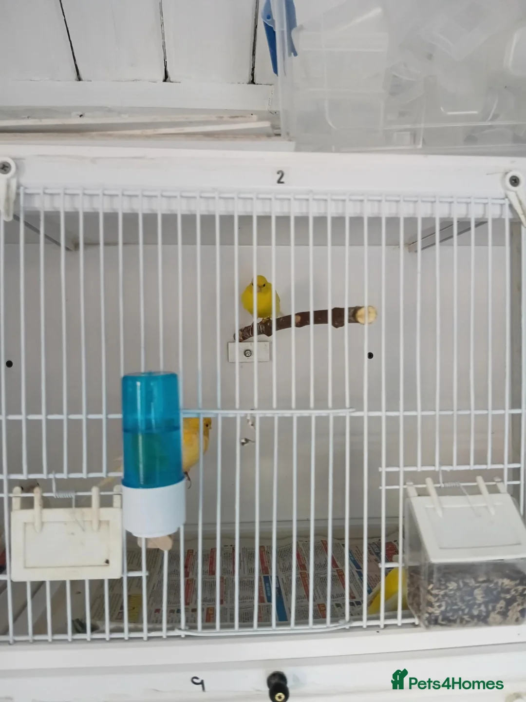 Canaries birds for sale: Canary  in Wednesbury - Advert 5