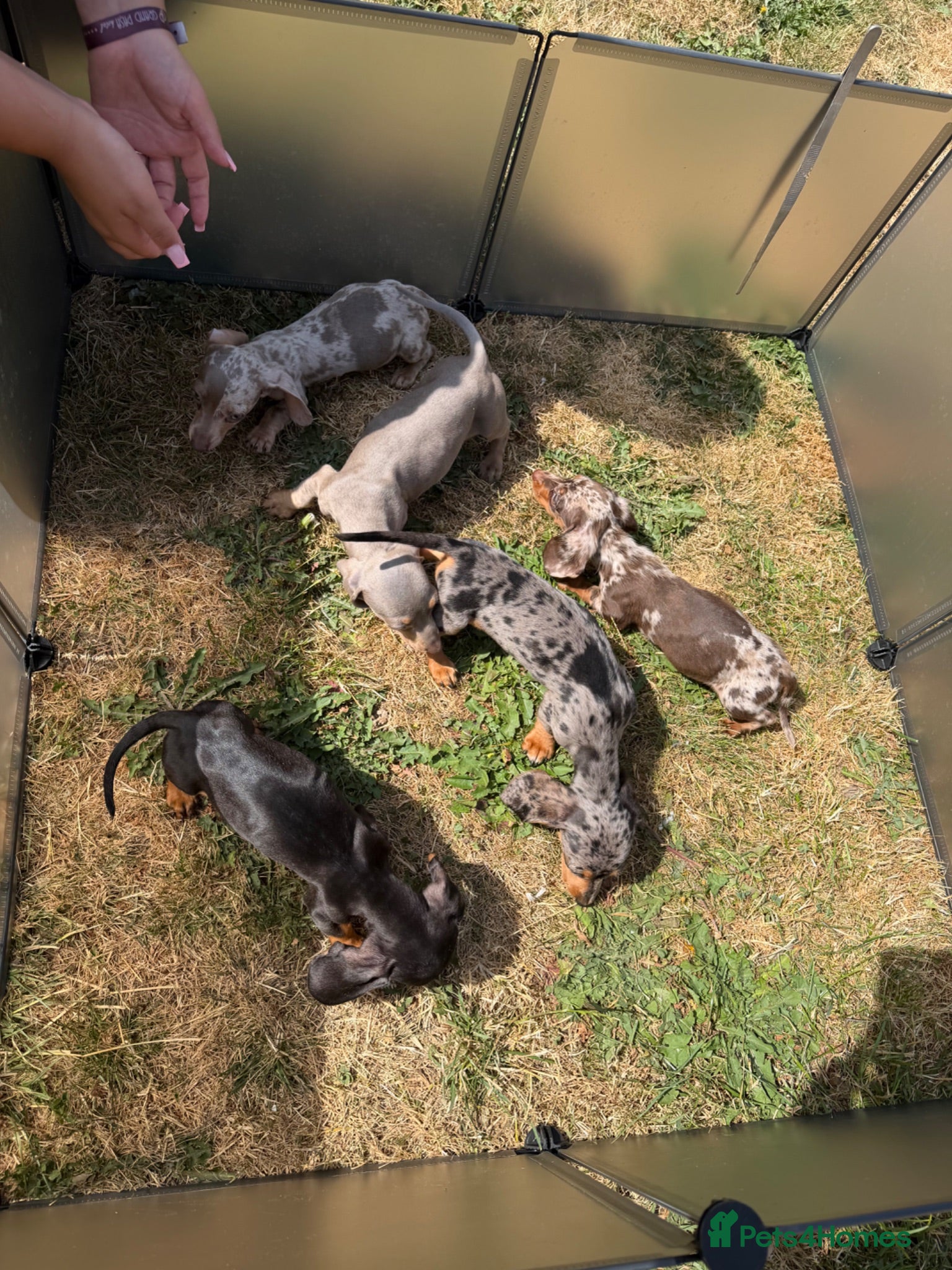Miniature Dachshund dogs Miniature dachshund puppies  - Advert 1