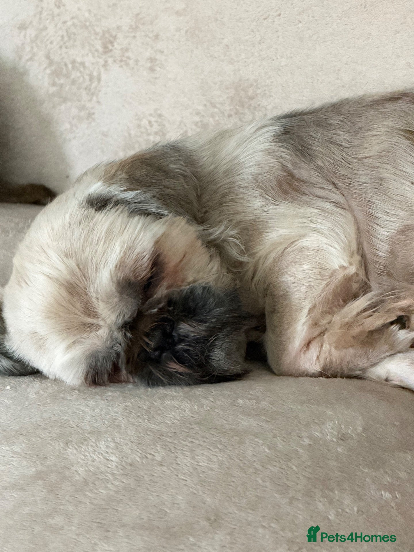 Shih Tzu dogs  4, 3 years of age Shih Tzu’s  - Advert 14
