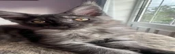 Maine Coon cats for sale: Full Main Coon kittens - Advert 3