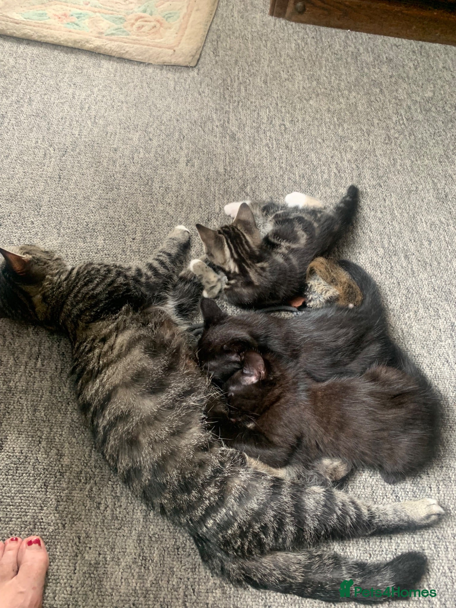 Mixed Breed cats 3 Lovely Brothers. Looking for their forever Home. - Advert 3