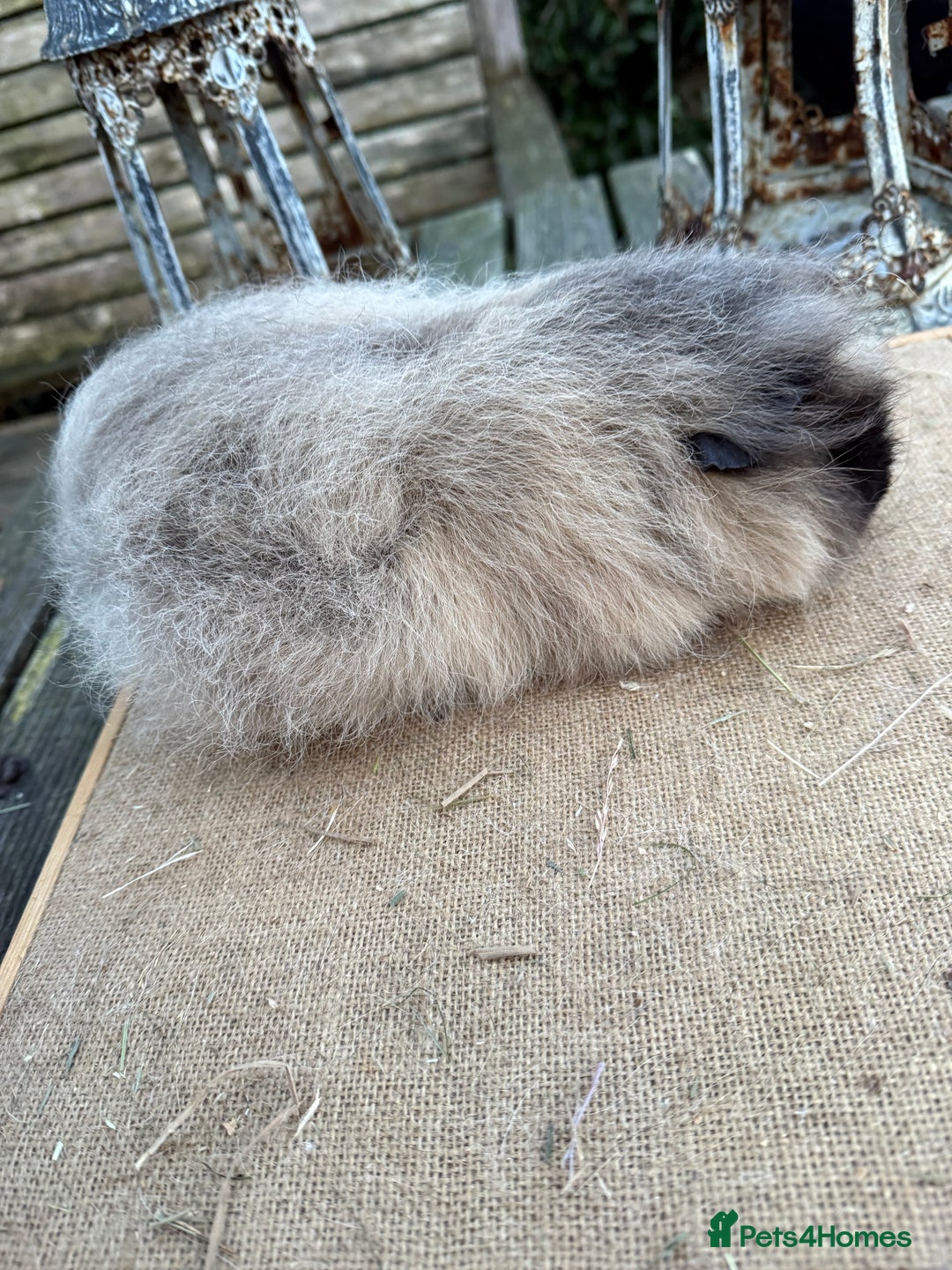 Guinea Pig rodents for sale: Pure bred California & Swiss guineapigs  - Advert 11