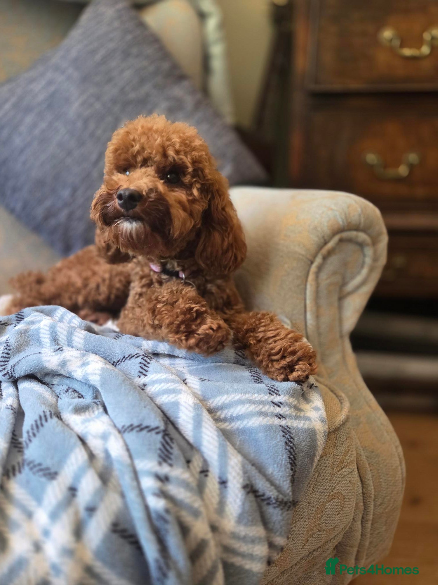 Toy Poodle dogs Pretty Pixie looking for her forever home  - Advert 2