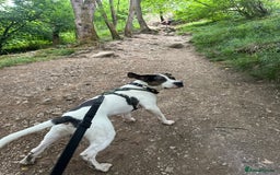 Mixed Breed dogs for sale: Meet Thor  - Image 5