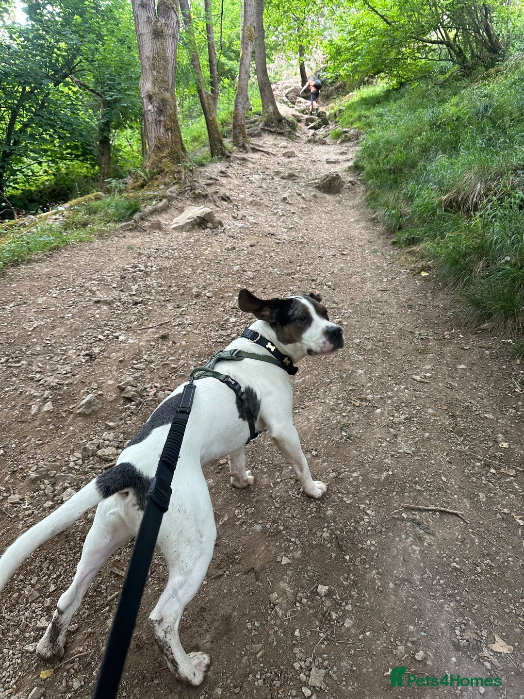 Mixed Breed dogs for sale: Meet Thor  - Image 5