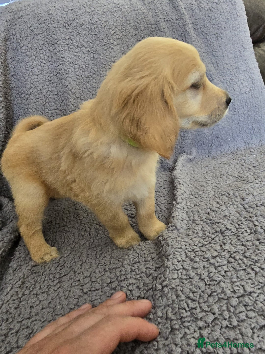 Golden Retriever dogs for sale: Kc Golden Retriever puppies for sale  - Image 15