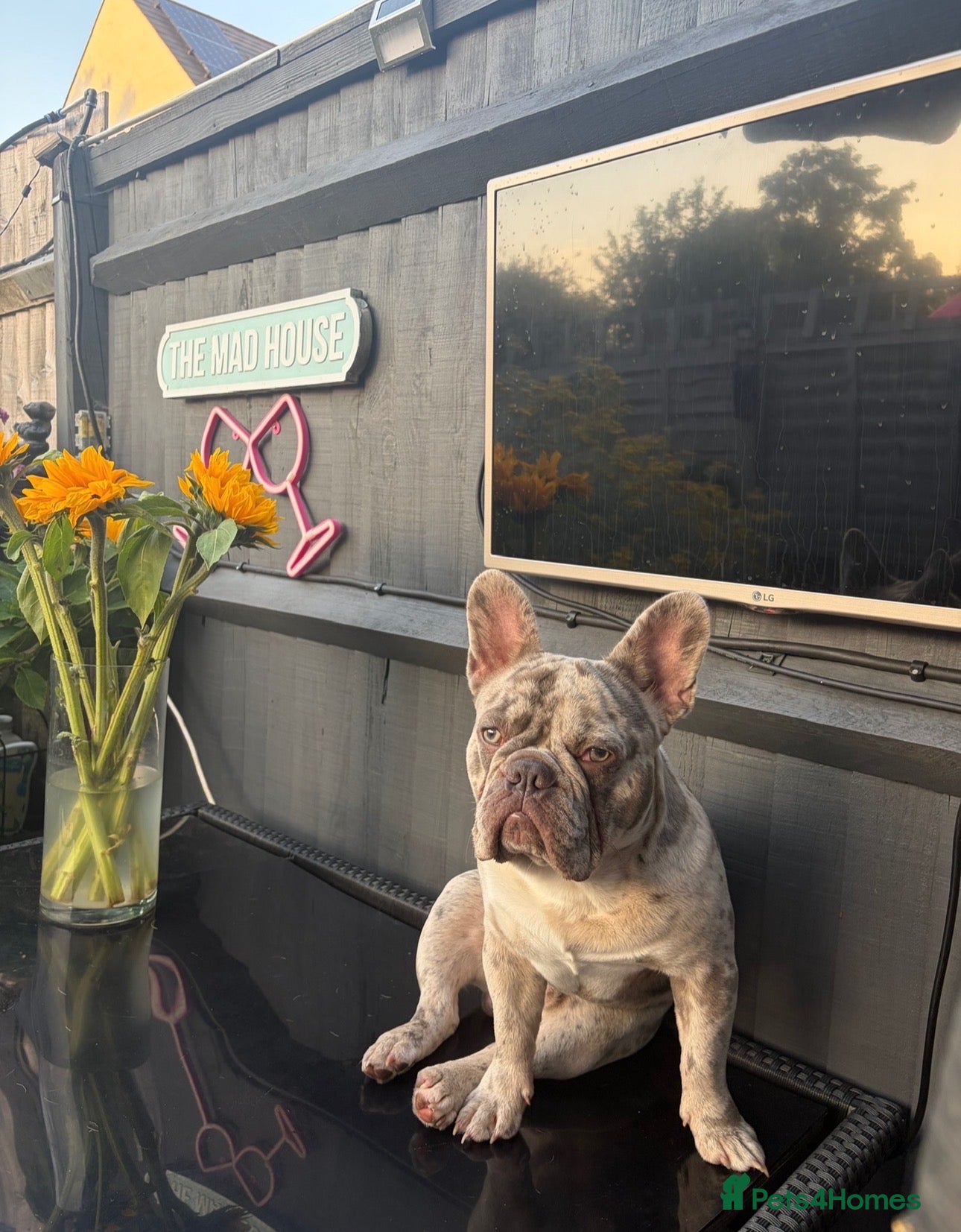 French Bulldog dogs for stud: 🐾 BLUE MERLE FRENCH BULLDOG AVAILABLE FOR STUD 🐾 - Advert 1