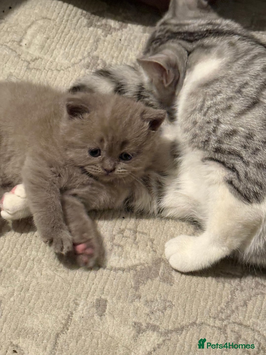 British Shorthair cats for sale: Gorgeous British Shorthair/Scottish Fold kittens - Advert 3