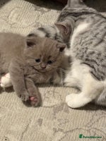 British Shorthair cats Gorgeous British Shorthair/Scottish Fold kittens - Advert 3