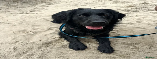 Dougie