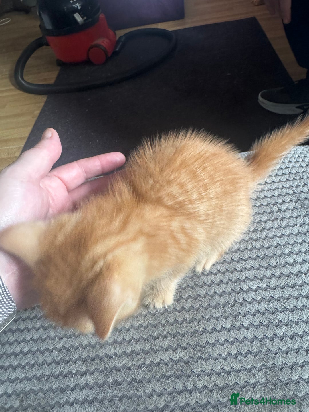 Domestic Shorthair cats for sale: Two kittens for sale - Advert 6