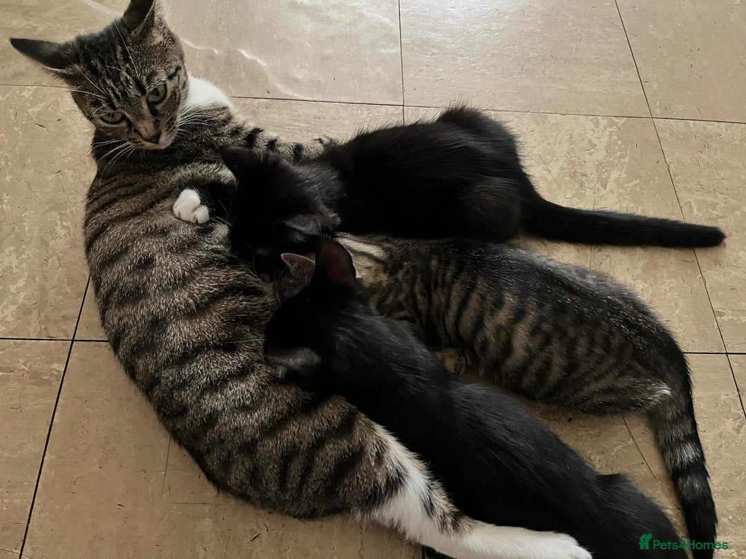 Mixed Breed cats for sale: Kittens looking for their forever home - Image 9