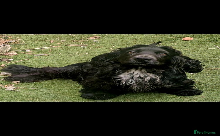 Cocker Spaniel dogs - Advert 1