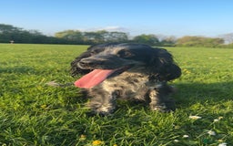 Sprocker dogs for sale: Beautiful Sprocker puppies for sale - Image 14