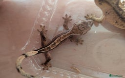 Gecko reptiles for sale: Baby crested geckos - Image 4