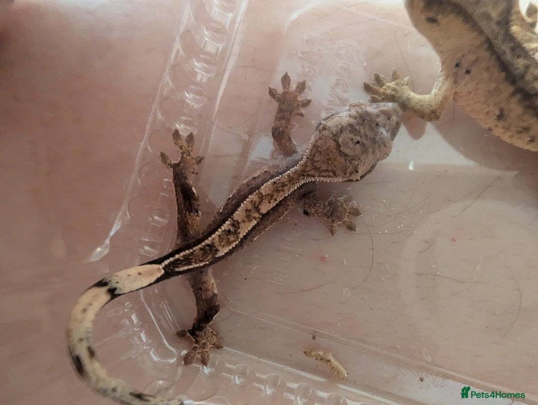 Gecko reptiles for sale: Baby crested geckos - Image 4