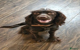 English Springer Spaniel dogs for sale: SAD REHOMING - Image 2
