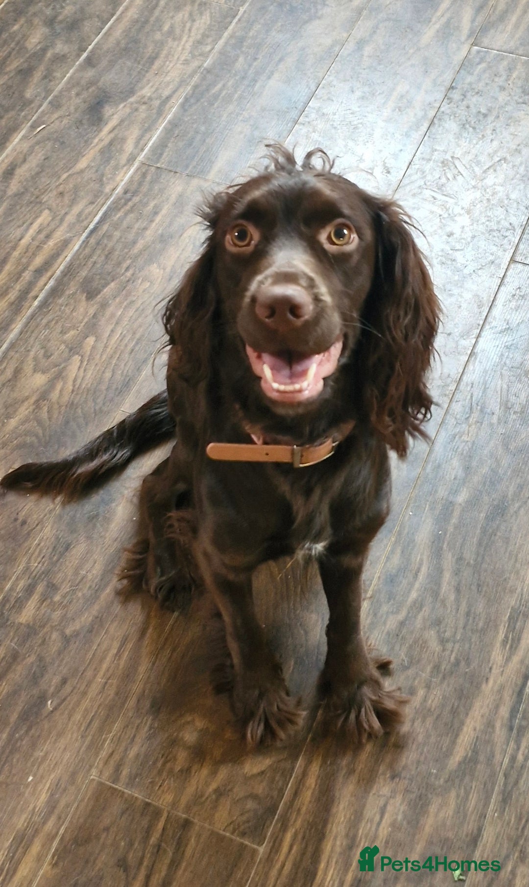 English Springer Spaniel dogs for sale: SAD REHOMING - Image 2