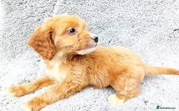 Cockapoo dogs for sale: Cockerpoo puppies - Image 11