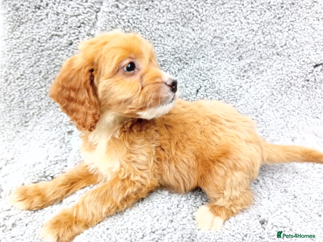 Cockapoo dogs for sale: Cockerpoo puppies - Image 11