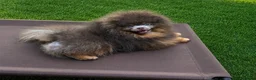 Pomeranian dogs for stud: Tiny KC lilac & tan stud  - Advert 7