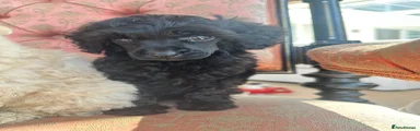 Miniature Poodle girl 4