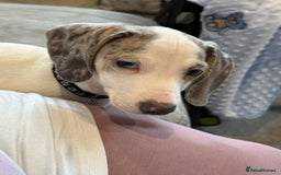 Miniature Dachshund dogs for sale: Miniature dachshund  - Image 3