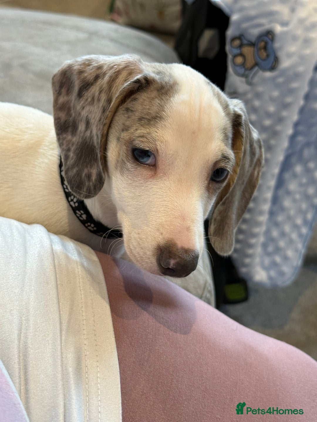 Miniature Dachshund dogs for sale: Miniature dachshund  - Image 3