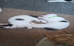 Mixed Breed cats for sale: Cute Furry Friends Ready to find new home. - Image 26