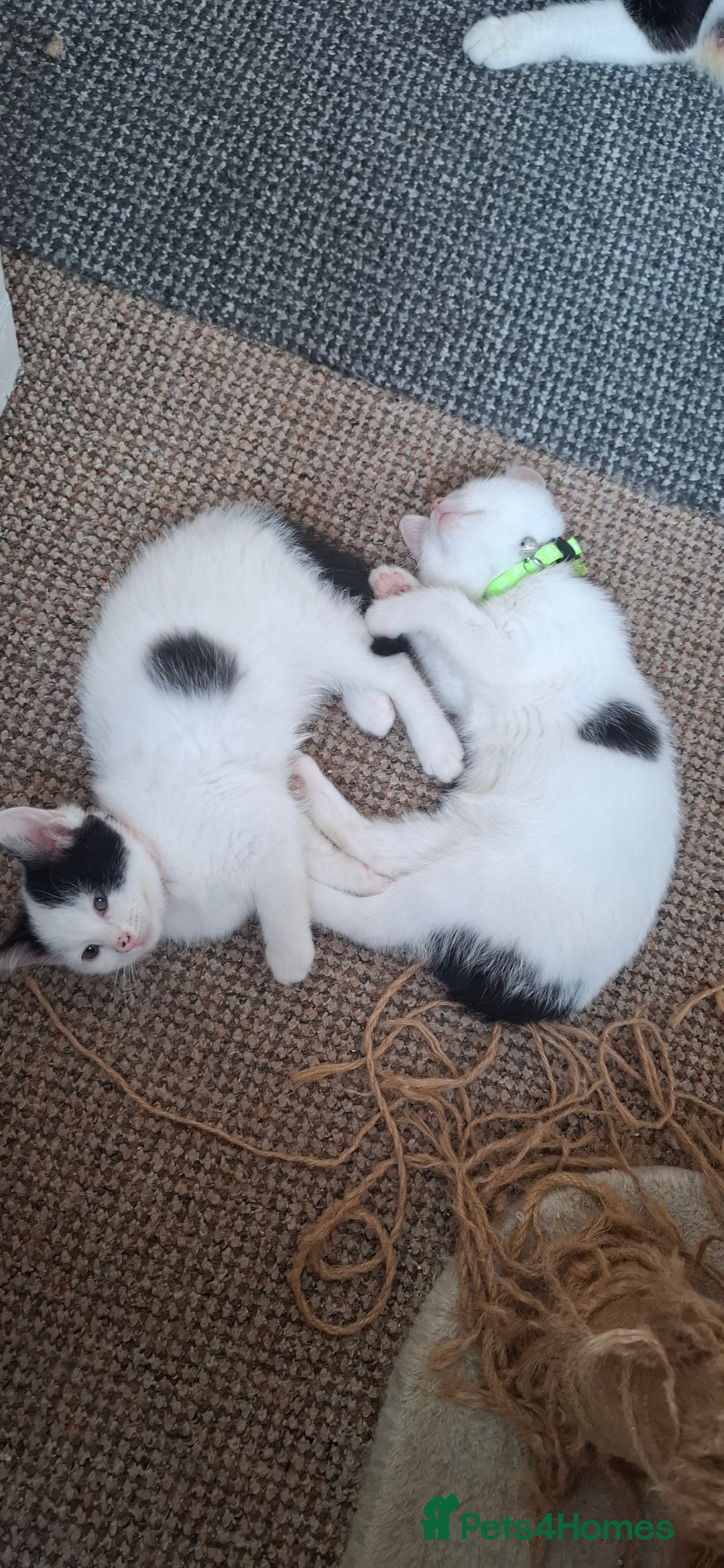 Mixed Breed cats for sale: Cute Furry Friends Ready to find new home. - Image 26