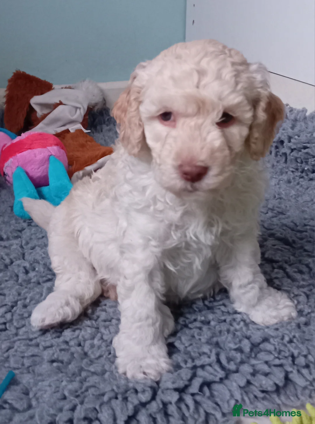 Goldendoodle dogs for sale: Adorable Miniature Double Doodle puppies  - Advert 17