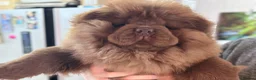 Chow Chow dogs for sale: Chocolate chow chow boy - Advert 1